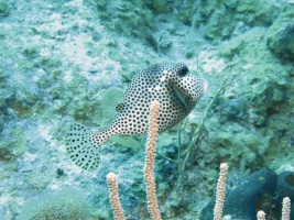 11 Spotted Ttunkfish IMG 3651